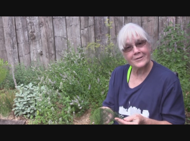Virtual Tours of Old Fort Wayne: Major Whistler's Kitchen Herb Garden