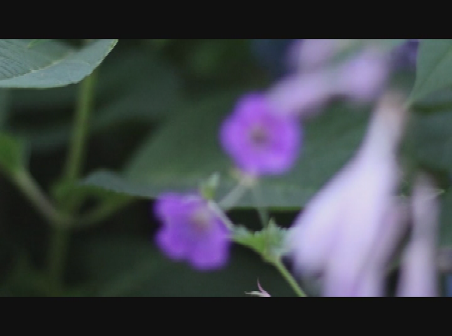 SHORTS West Central Night Walk