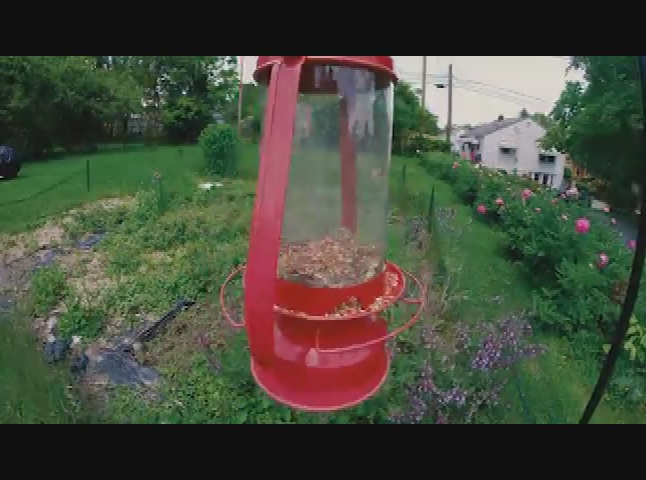 Erin Tobey-"Medicine Garden"