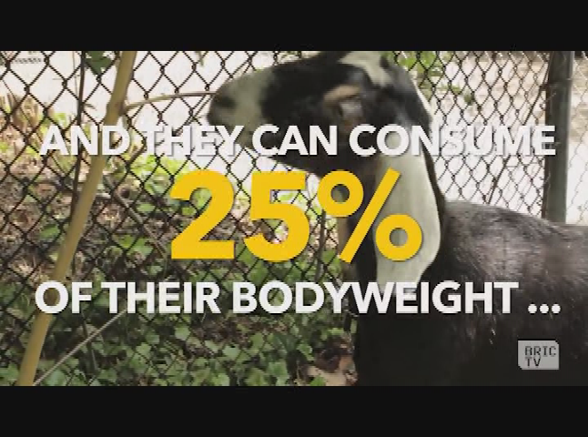 SHORTS Prospect Park Goat Patrol