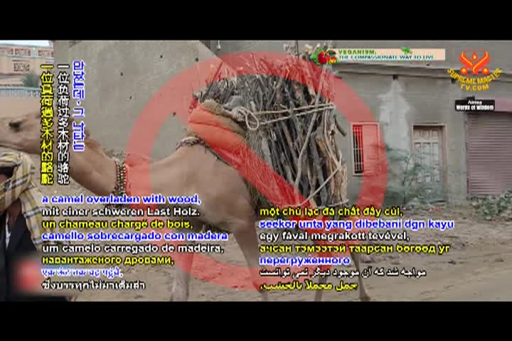 Supreme Master TV - 04-08-480p-60m