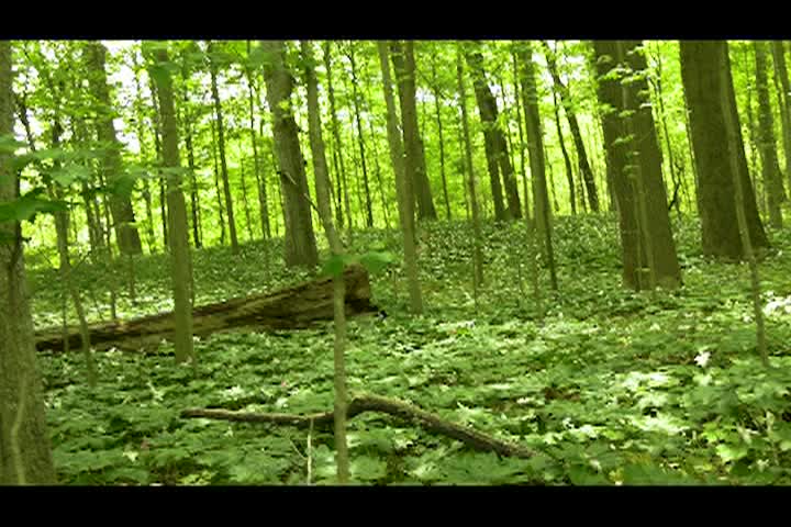 Navigate to Living Green on a Blue Planet - Trillium Fest 24