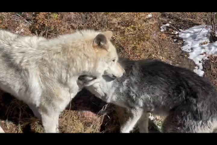 Patty's Page - Kent Weber of Mission Wolf, Part 2