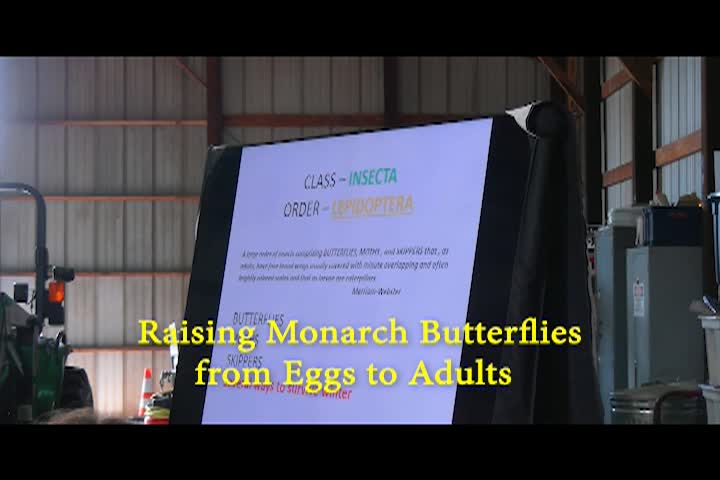 Navigate to Living Green on a Blue Planet - Raising Monarchs