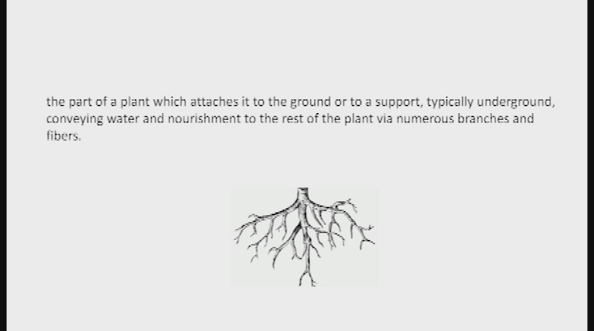 Creative Mornings 13: Roots