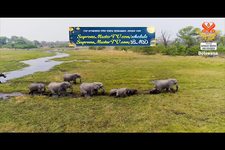 Supreme Master TV - 01-03-480p-60m 2026