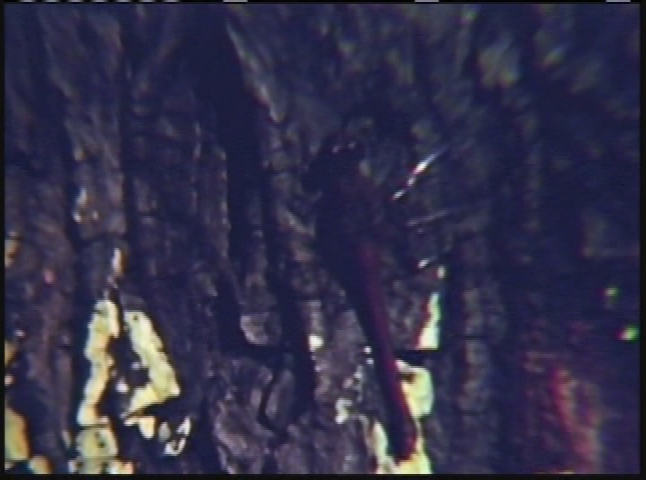 Wilkins Family Video: Disc 4