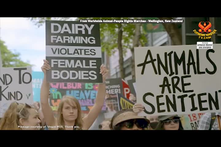 Supreme Master TV - 01-04-480p-60m 2026