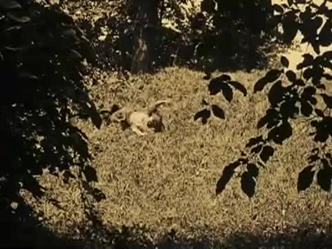 Imp_MoviesIFound_FanchontheCricket