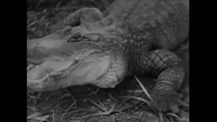 Don's Breakfast Serial - Cannibal Attack